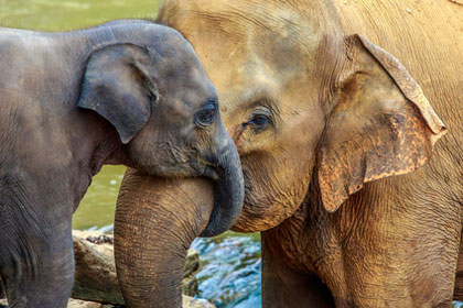 Safaripark Parco Natura Viva - Elefanten