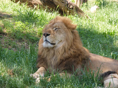 Löwe im Safari Park