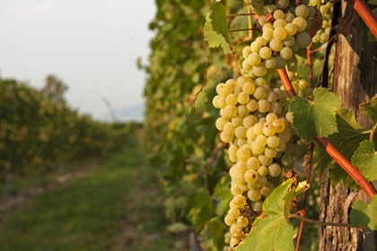 Weinanbau am Gardasee