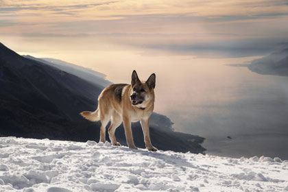 Hunde am Gardasee 