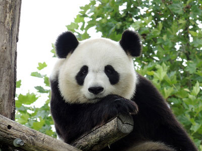 Safaripark Parco Natura Viva - Panda
