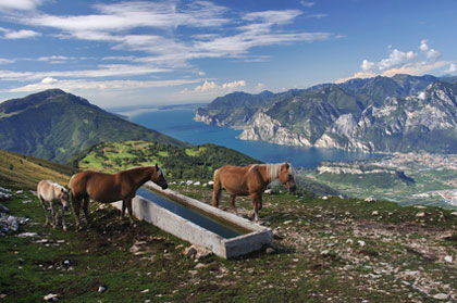 Monte Stivo - Pferde an einer Tränke