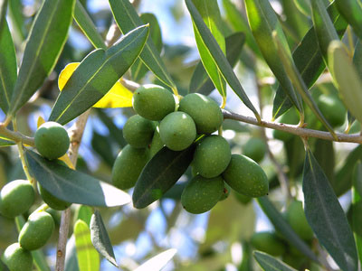 Oliven am Gardasee
