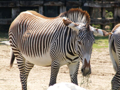 Safari Park am Gardasee - Zebra