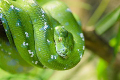 Schlange im Reptiland