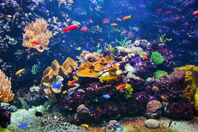 Sea Life Aquarium Gardasee