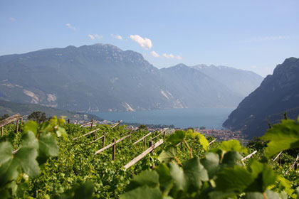 Wein vom Gardasee