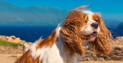 Hundestrände am Gardasee