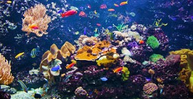 Sea Life Aquarium